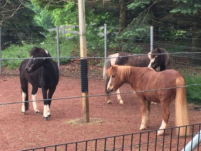 Kids Feed Goats And Pet Ponies For Free At This Little Farm Inside Chicago’s Lincoln Park