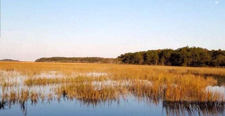 This Under-The-Radar South Carolina Park Might Be One Of The Best Places To Spot Wildlife