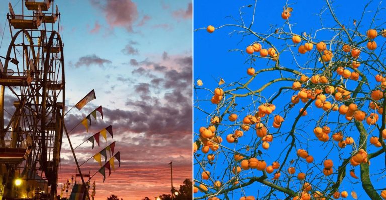 Why This Small Indiana Town Goes Crazy For Persimmons Every September