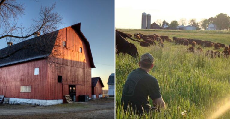 8 Illinois Farms Where Families Skip The Grocery Store And Fill The Freezer Straight From The Herd