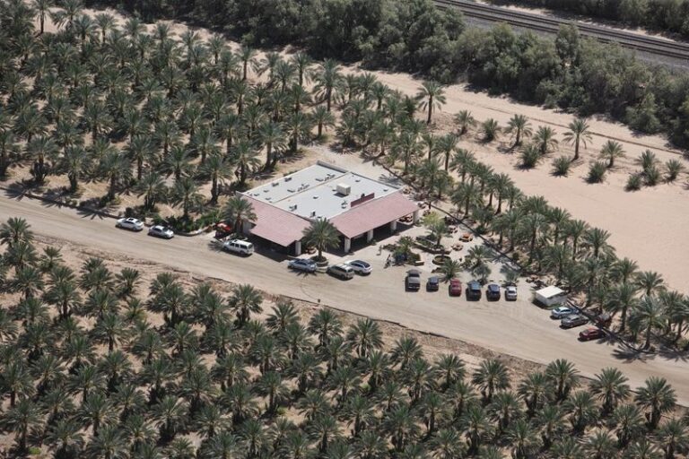 This Arizona Date Farm Has 8,000 Medjool Palms And A Bacon Date Shake Worth The Drive