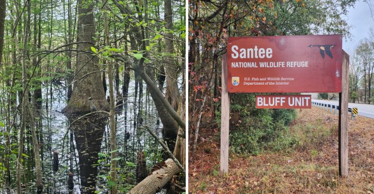 The Bald Eagle Capital Of The South Is In South Carolina, And It’s Well Worth Adding To Your Bucket List