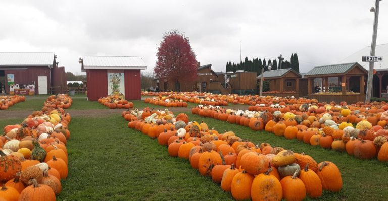 This Pennsylvania Farm Goes All Out For Halloween With A Pumpkin Filled Fall Adventure