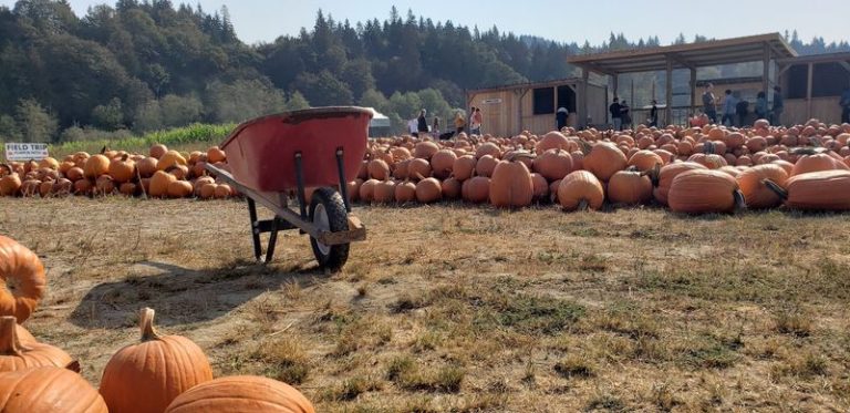 Washington Has A Pumpkin Farm Where Kids Ride A Barrel Train Through A Giant Corn Maze