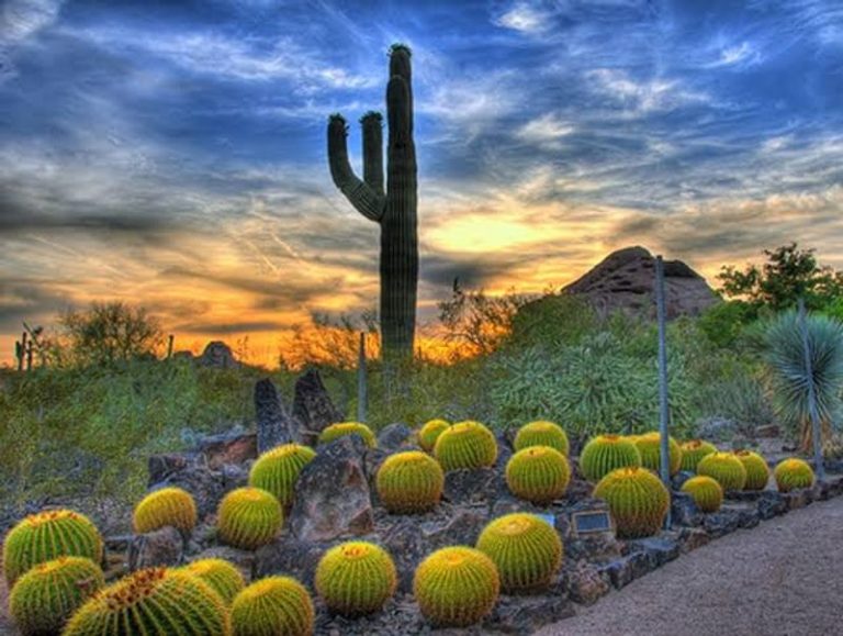 This Arizona Botanical Garden Lets You Wander 140 Acres Of Rare Desert Blooms