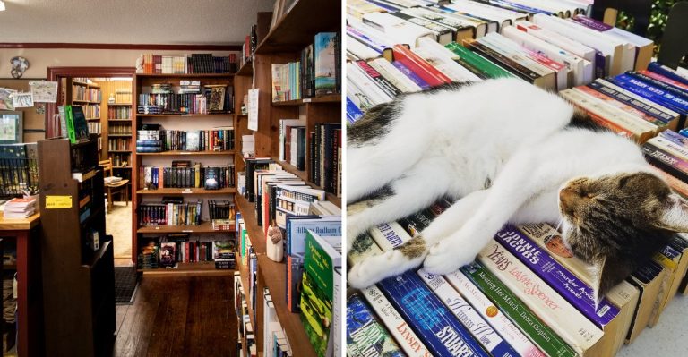 Clear Your Whole Day Before Walking Into This South Carolina New And Used Bookstore