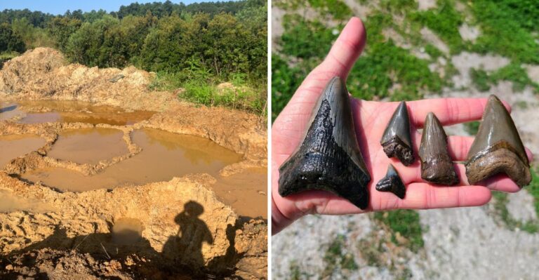 This South Carolina Fossil Site Lets Shark Tooth Hunters Strike Gold Without An Ocean