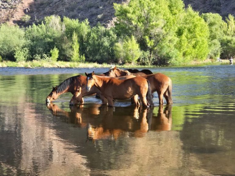 Wild Horses Roam Free At This Overlooked Arizona Recreation Area Most People Drive Right Past
