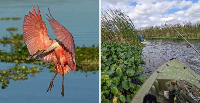 Florida’s Secret Wildlife Preserve Costs Nothing And Delivers An Unforgettable Adventure