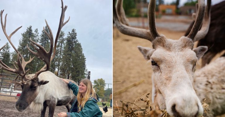 You Can Meet And Feed Reindeer Just Outside Washington’s Bavarian Village