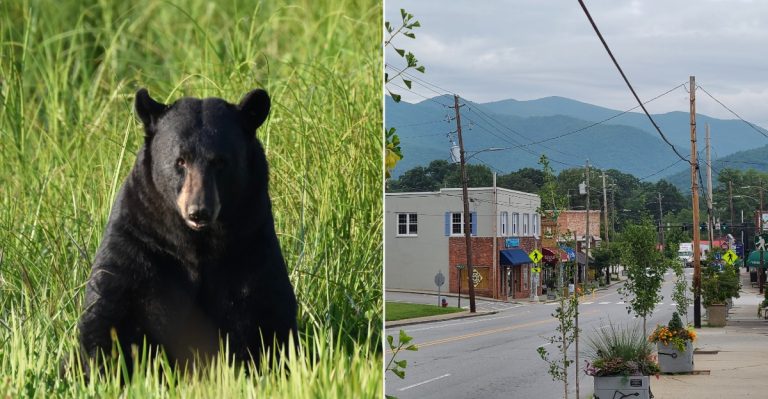 9 North Carolina Places Where Black Bears Aren’t Nearly As Unusual As You’d Think