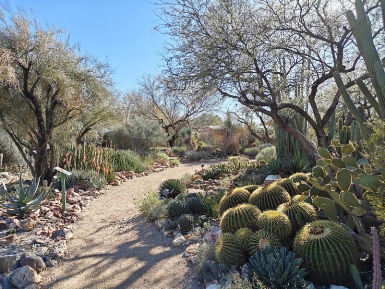 10 Easy Arizona Desert Garden Walks Where Fall Brings Cooler Air And Blooming Color