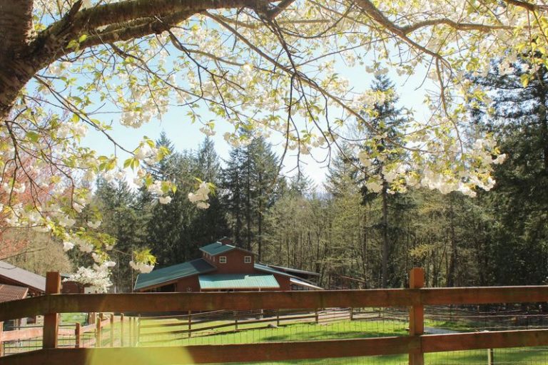 Peacocks Roam Free Among The Rescued Farm Animals At This Gentle Washington Sanctuary