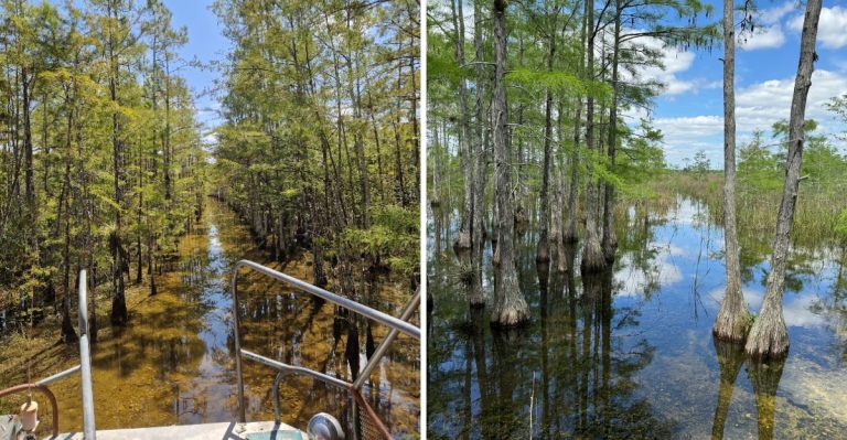 Explore Florida’s Big Cypress Backcountry On A Swamp Buggy Adventure Near Naples