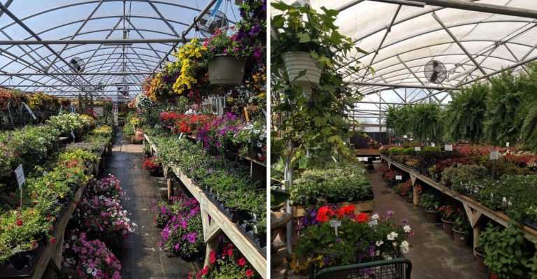 This Arkansas Plant Outlet Is A Secret Goldmine For Affordable Pots And Garden Finds