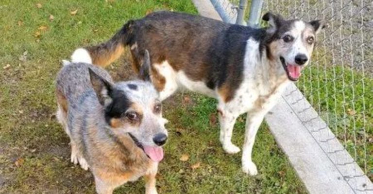 Rescued Senior Dogs Nap On Cozy Couches At This Gentle Washington Sanctuary Until They Find Family