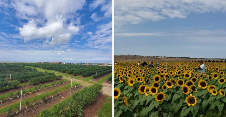 Locals Keep Returning To This Florida U-Pick Farm For Endless Sunflowers