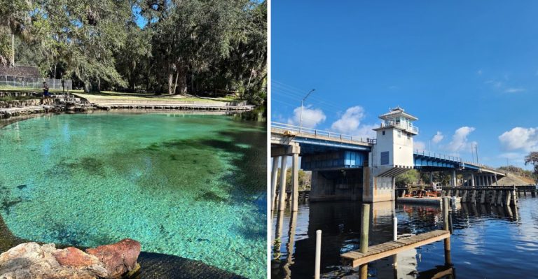 This Small Central Florida Town Has So Many Black Bear Sightings Residents Know To Stay Alert