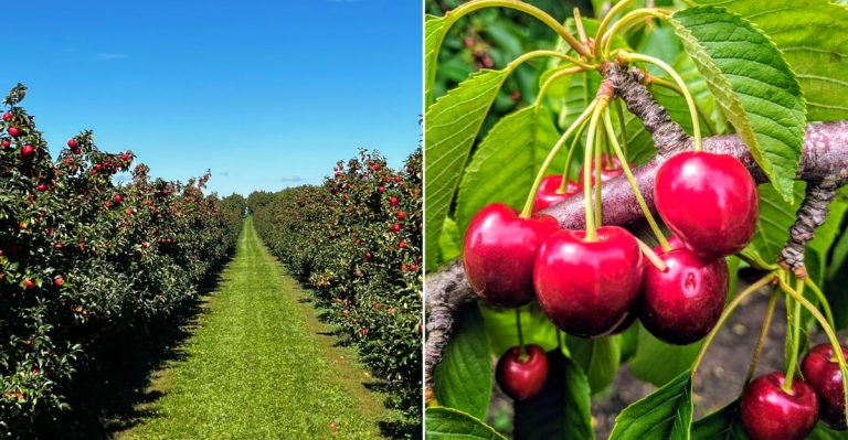 King Orchards Home Farm & Orchard