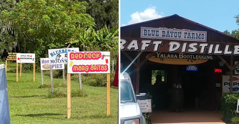 This Working Florida Blueberry Farm Near Ocala Lets You Pick Buckets For Almost Nothing
