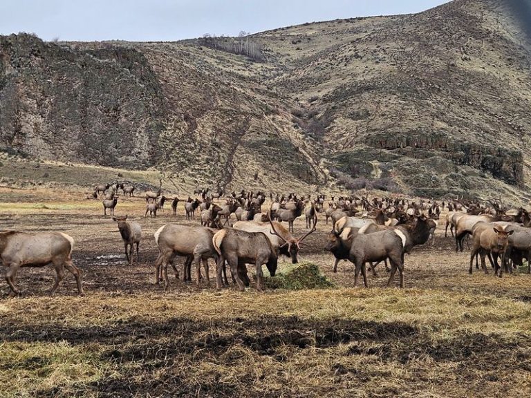 Elk Bugle Across This Washington Valley Every Autumn And The Sound Carries For Miles
