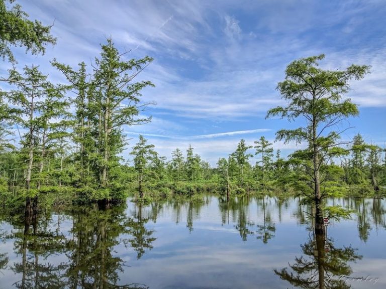 This Underrated Illinois Forest Is The Kind Of Weekend Reset You Actually Need