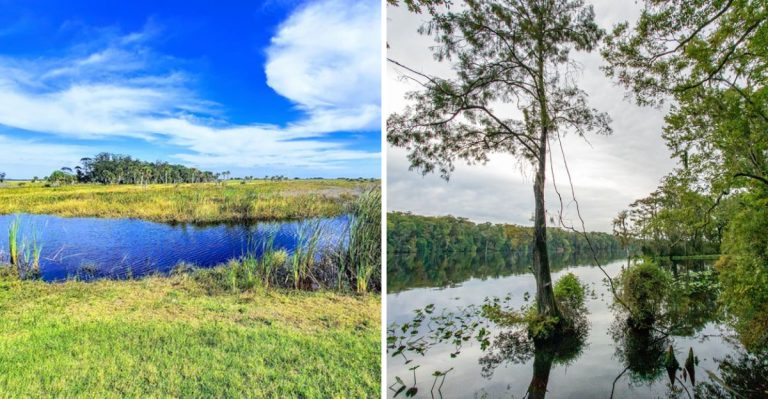 9 Regions In Florida With The Highest Cottonmouth Activity This Late Summer