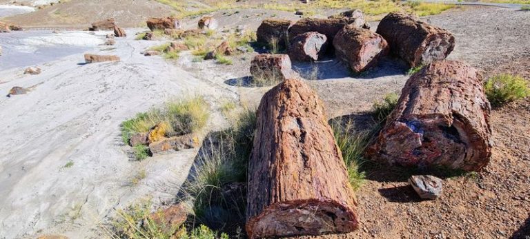 Kids Can Spot Real Fossils At This Arizona Park Where Ancient Logs Turned To Stone