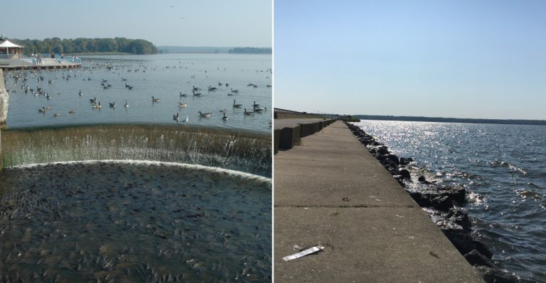 This Massive Pennsylvania Lake Has Become A Total Breeding Ground For Water Snakes