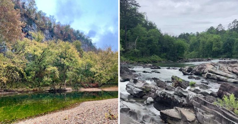 8 Arkansas Places Where Black Bears Are Showing Up This Summer