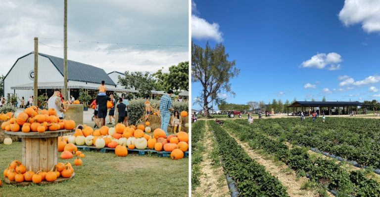 This Scenic Florida Pumpkin Patch Road Trip From Miami Leads Straight To Homestead Farm Country
