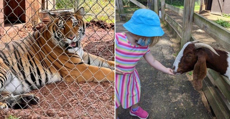 This Maine Animal Safari Has Endless Wildlife Exhibits And A Loyal Local Following