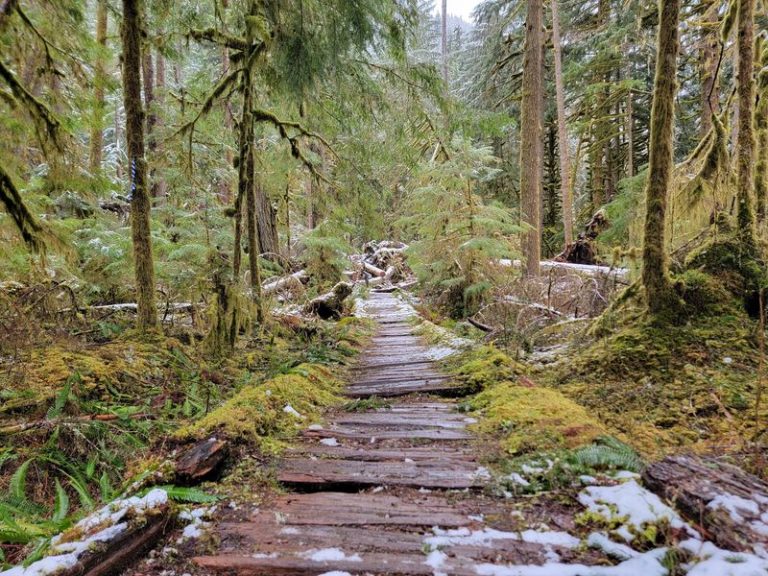 This Short Washington Trail Winds Through Emerald Rainforest That Feels Like Something Out Of A Storybook
