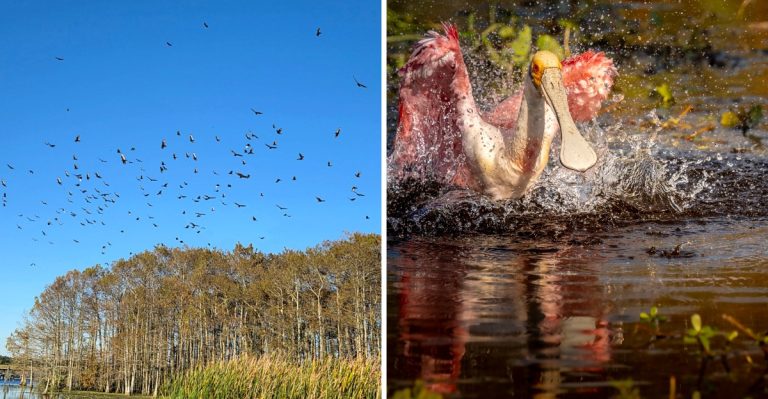 Follow This Free Florida Boardwalk Into A Marsh Where Herons And Eagles Feed At Dawn