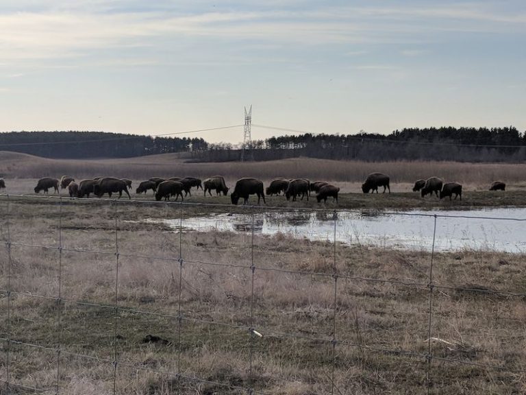 Wander The Winding Trails Of Nachusa Grasslands In Franklin Grove, Illinois, Where Autumn Prairie Grasses Glow Gold