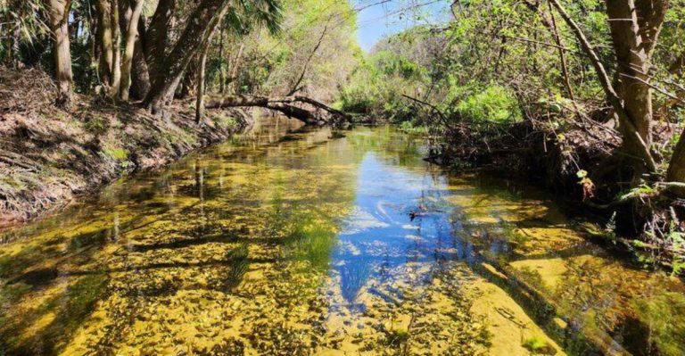This Hidden Florida Wildlife Spot Has 1,700 Alligators And Is Free To Explore