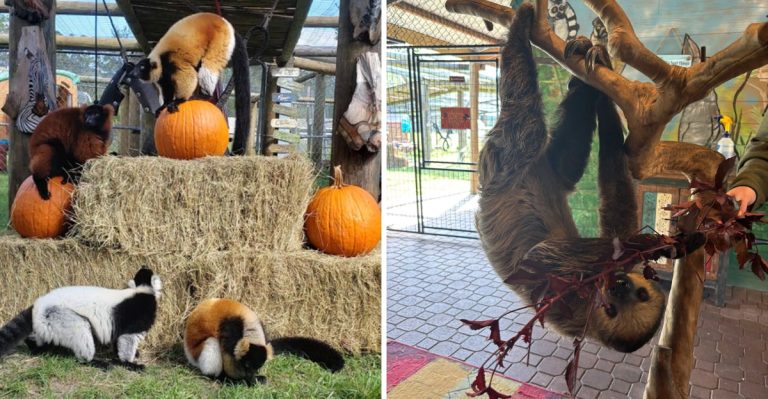 This Florida Ranch Lets You Meet Baby Sloths And Kangaroos And It’s Absolutely Magical