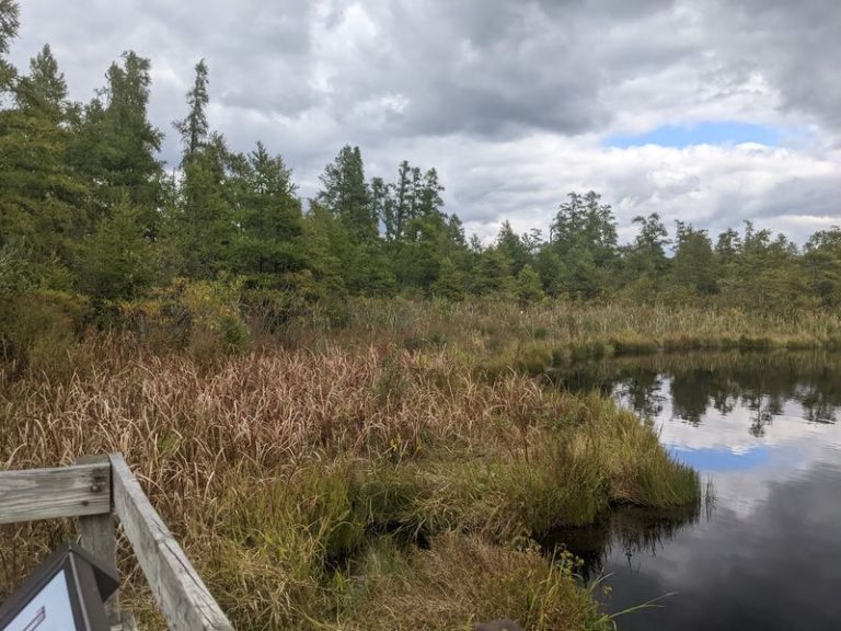 This Illinois Nature Preserve Hides A Bog Where Carnivorous Plants Grow Wild