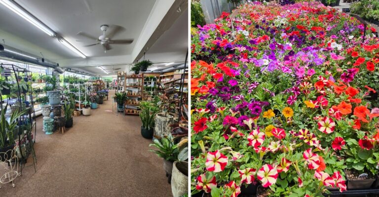 The Massive South Carolina Greenhouse Where Plant Lovers Can Still Find Surprisingly Affordable Prices