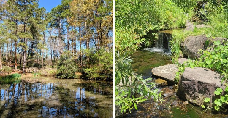 This South Carolina Arboretum Hides 230 Acres Of Rare-Plant Trails And It’s Completely Free