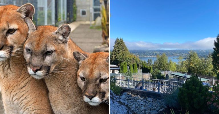 The Underrated Washington Zoo That Deserves Way More Attention