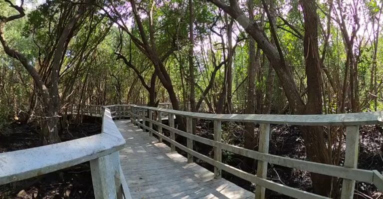 Most Visitors Never Expect This Wild Green Oasis In The Heart Of Fort Lauderdale, Florida