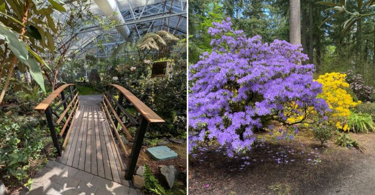 The World’s Largest Rhododendron Collection Is Hiding In A Washington Forest