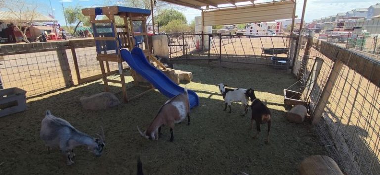 Over 1,000 Chickens And Goats Await Kids For Just $5 At This Arizona Petting Farm