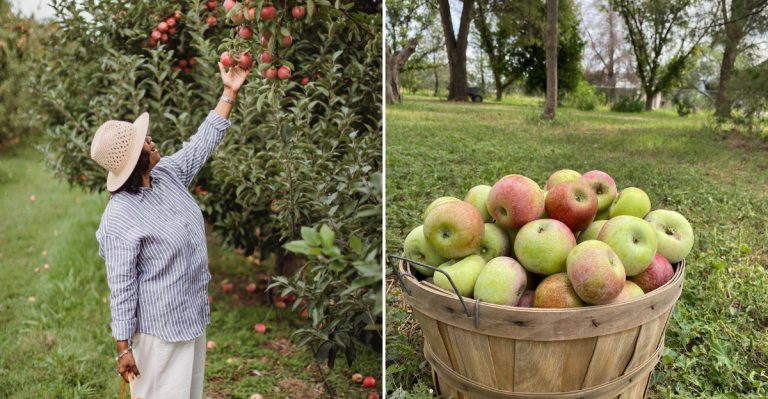 This Arizona U-Pick Orchard Proves Apple Season Belongs In The Desert Too