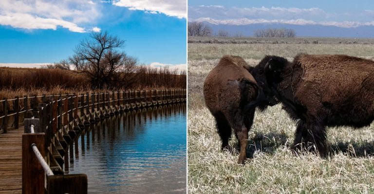 Take An 11-Mile Colorado Wildlife Drive Past Bison Just Outside Denver