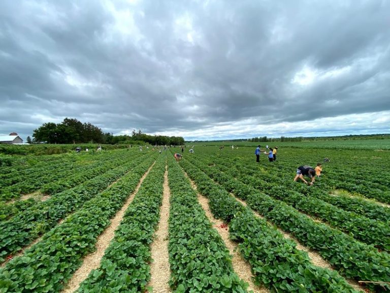 These 6 Illinois Fruit Farms Where You Can Fill A Basket With Ripe Fall Raspberries