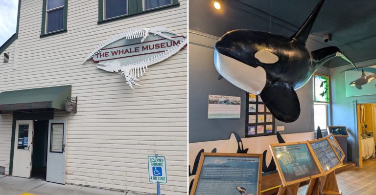 This Historic Washington Building Secretly Holds An Entire Museum About Whales