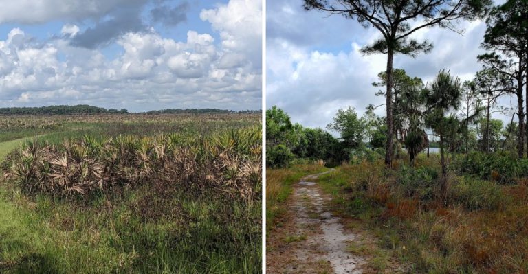 Dark Sky Parks In Florida Where August Nights Reveal The Full Milky Way