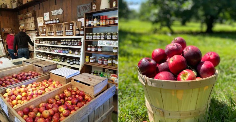 12 Ohio Orchard Country Trips That Are Perfect For An Easy September Weekend